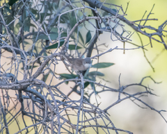 Curruca melanocephala