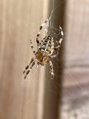 Araneus