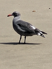 Larus heermanni