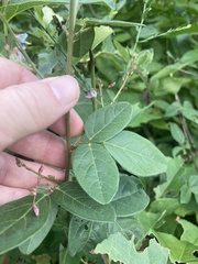 Desmodium