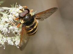 Sericomyia silentis