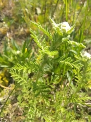 Achillea nobilis