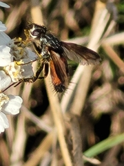 Eriothrix rufomaculata