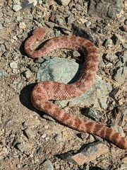Crotalus pyrrhus