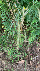 Elymus canadensis