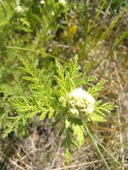 Achillea nobilis