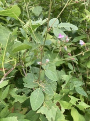 Desmodium