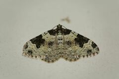 Xanthorhoe fluctuata