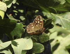 Pararge aegeria