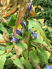 Gentiana asclepiadea