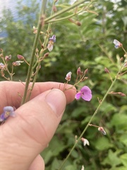 Desmodium
