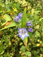 Gentiana asclepiadea