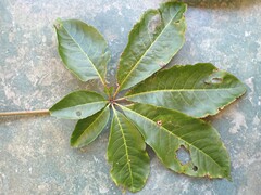 Powellia schefflericola