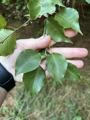 Pyrus calleryana