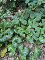 Asarum canadense