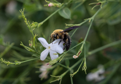 Xylocopa pubescens