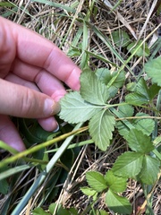Potentilla indica