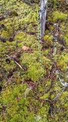 Platanthera elongata