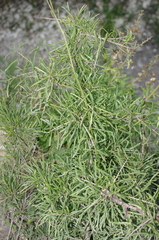 Rhamnus erythroxyloides