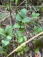 Potentilla indica