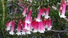 Epacris longiflora