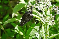 Euploea mulciber barsine
