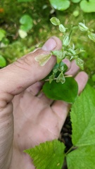 Neottia convallarioides