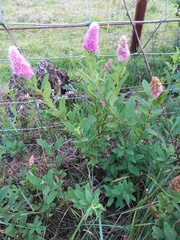 Spiraea douglasii