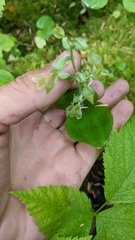 Neottia convallarioides