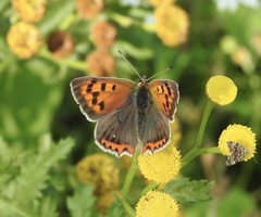 Lycaena phlaeas