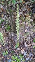 Platanthera elongata