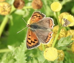 Lycaena phlaeas
