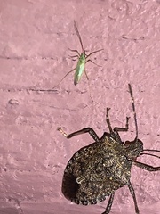 Trigonotylus caelestialium