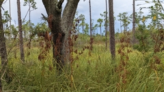 Cladium mariscus jamaicense