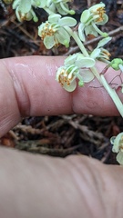 Pyrola picta