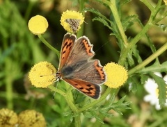 Lycaena phlaeas