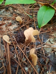 Spathulariopsis velutipes