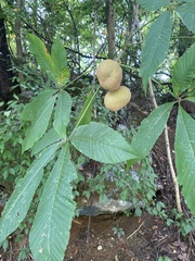 Aesculus flava