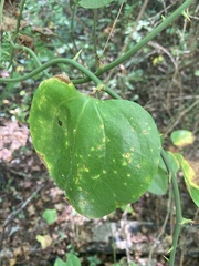 Smilax