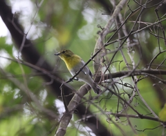 Vireo flavifrons