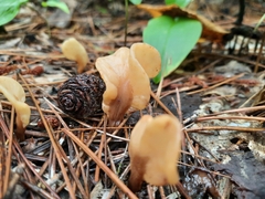 Spathulariopsis velutipes