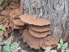 Ganoderma applanatum