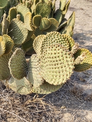 Opuntia microdasys