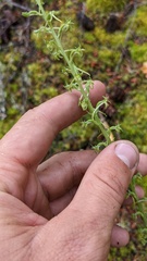 Platanthera elongata