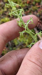 Platanthera elongata