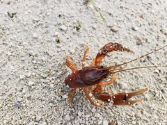 Procambarus gracilis