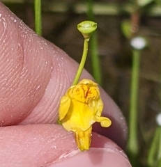 Utricularia
