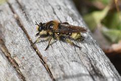 Laphria