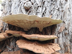 Ganoderma applanatum