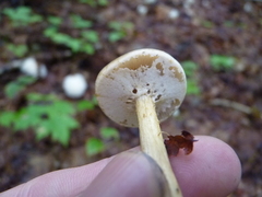 Agrocybe